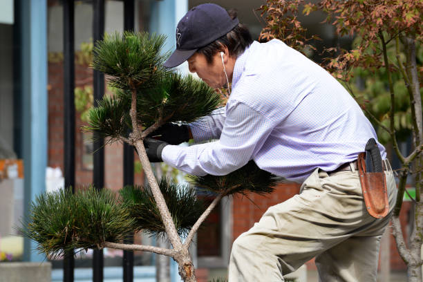 Gardener trimming shrubs