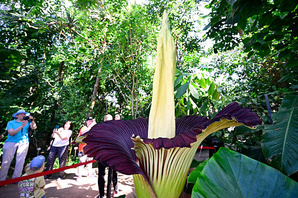 Visitors in botanical garden