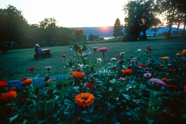 Gardener mowing lawn