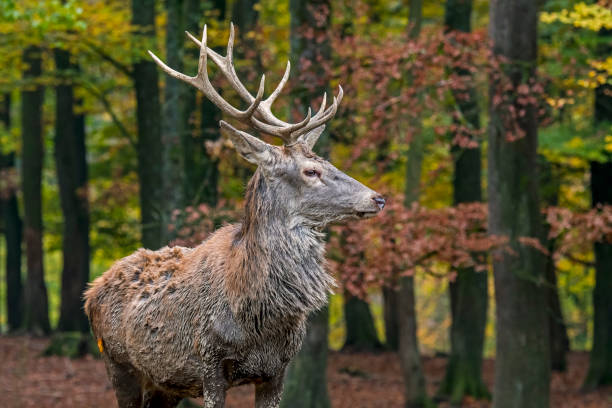 Deer hunter in woods