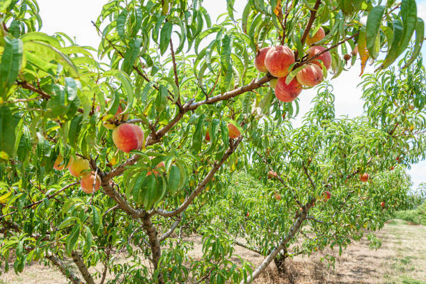 South Carolina peach orchard