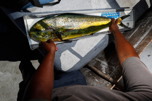 Angler measuring caught fish
